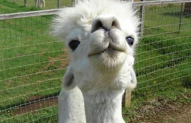 Wine Suite at Rellik House. Winery & Alpaca Farm - Foto 20