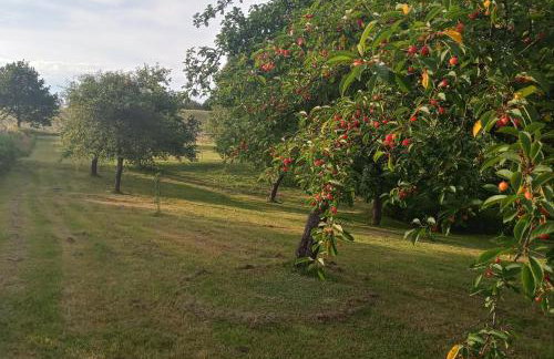 Agroturystyka Pod Dębem - Foto 17