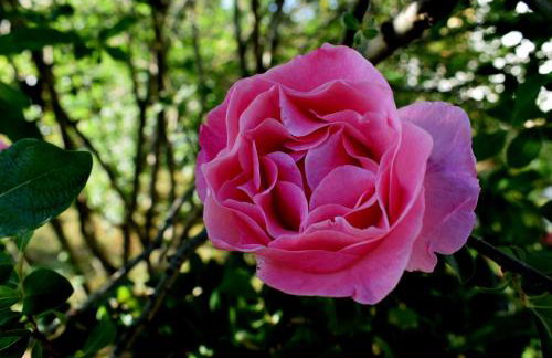 Apartments with parking space Ugljan - 8493 - Foto 10