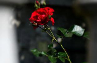 Apartment Marija Zupan - Foto 57