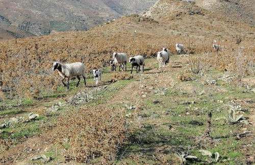 Thalassa Villa - Photo 79