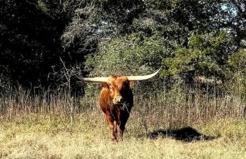 Tranquil Modern Cabin with Friendly Farm Animals & Pond Views Near Cedar Creek, Texas - Photo 30