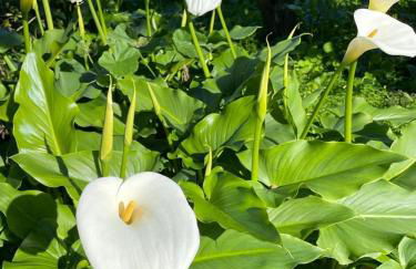 Três Figos - Foto 69