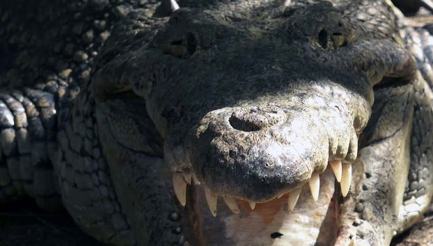 Ventanilla and Mazunte Day trip - Foto 3