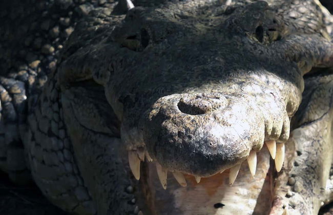 Ventanilla and Mazunte Day trip - Foto 3