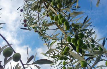 A Ca du Giaba - Foto 40