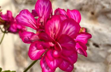 Antica Dimora "Lu suli, Lu mari, Lu jentu" - Foto 56