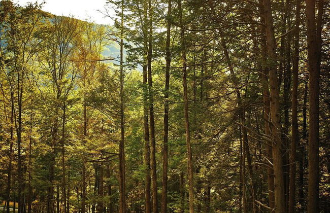 Postcard Cabins Western Catskills, Outdoor Collection by Marriott Bonvoy - Foto 22