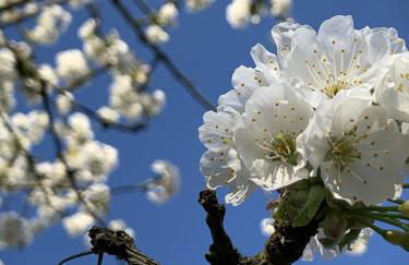 Das Sommerhaus - Foto 8