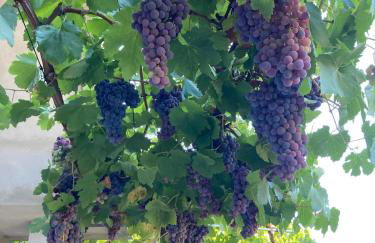 La Corbula - Casa Vacanze - Q5992 - Foto 34