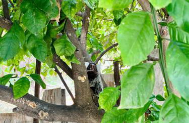 CASINHA JASMIM, vila florescer, centro histórico!! - Foto 19