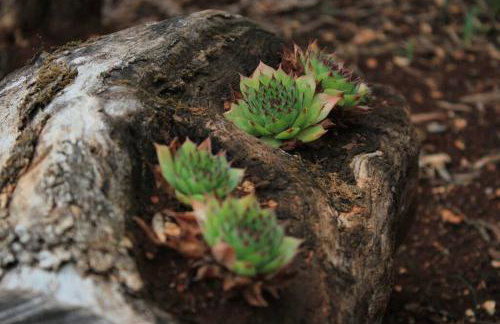 Orhideja Apartment - Foto 11