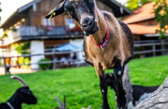 Thalerbauer Ferienwohnungen - Foto 10