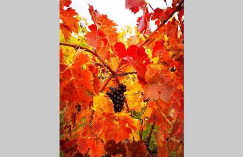 Le clos jasmin - quartier historique de Montlouis - Foto 40