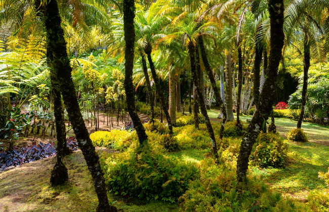 Transporte al Jardín Botánico de Balata - Foto 1