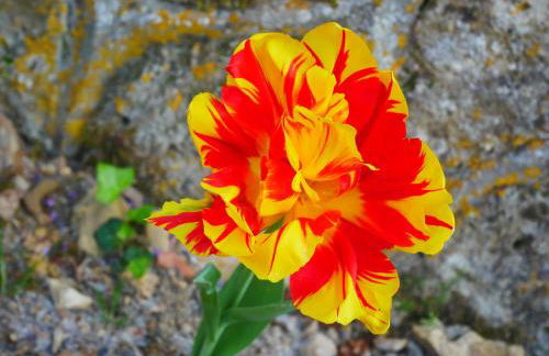 Au Coeur de la Cour - Foto 36