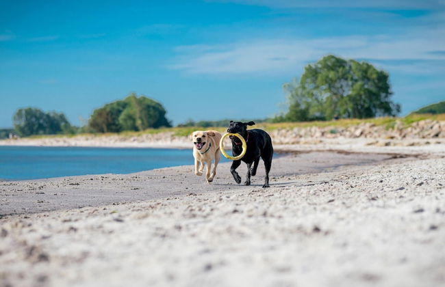 Reihenhaus im Ostseeresort Dampland - Foto 29