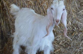 Azienda Agrituristica Caridà - Foto 43