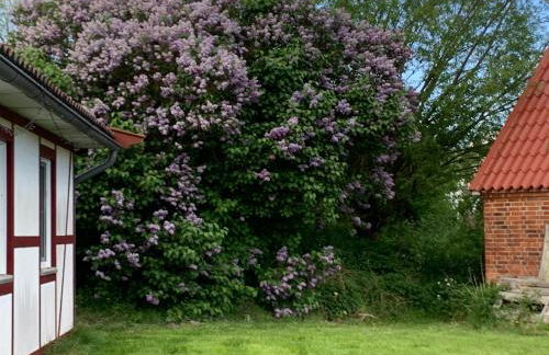 Ferienhäuser Wohlenberg - Baltic Cottages - Foto 9