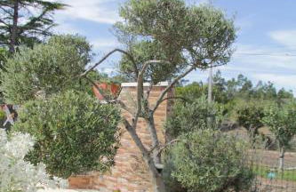 O Cantinho da Rosa - Foto 71