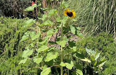 Casa RODA - Photo 17