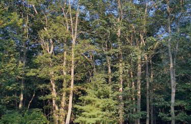 4 bedroom East Hampton home with large heated pool - Foto 6