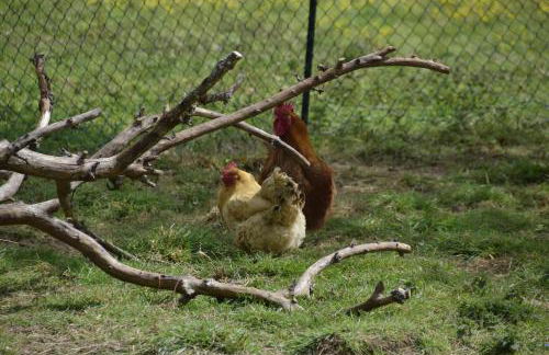 Les jardins des coccinelles - Foto 5