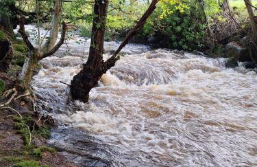 Ryan's Cottage - Photo 79