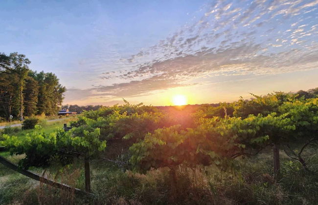 Phoenix Farms Vineyard - Foto 15