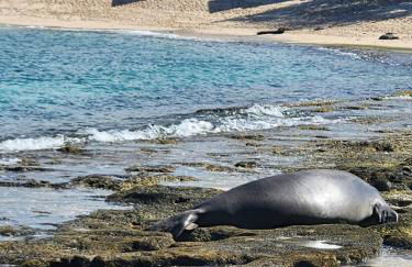 Mokulē'ia Beach Houses at Owen's Retreat - Foto 10