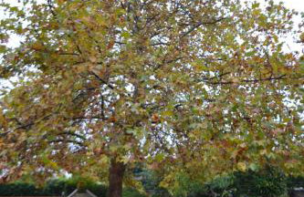 Platanus Gardenhouse - Foto 17