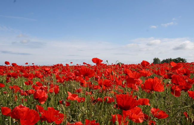 Wohnung bei Kuehlungsborn mit Garten - Foto 20
