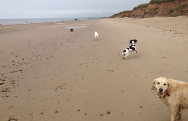 Cozy Dog Friendly Cottage Near Bridlington - Foto 17