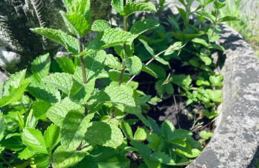 Idyllisches Häuschen im Grünen - Foto 50