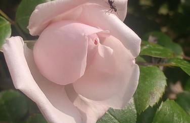 Entre Vignes & Piano "Symphonie" studio 4 personnes - Foto 21