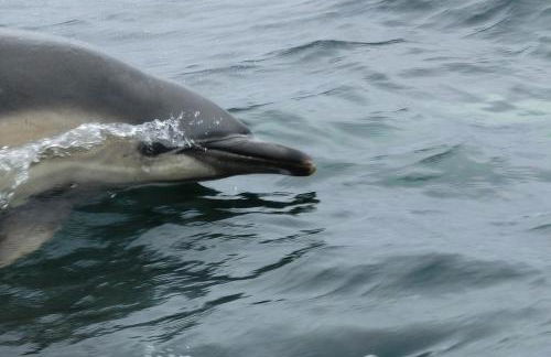 Aultbea Lodges - Foto 39