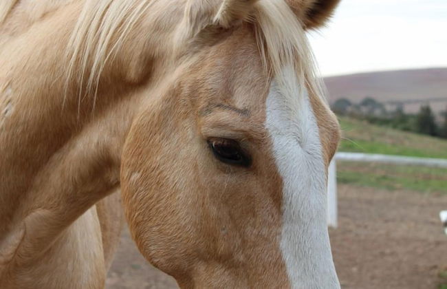 Endless Vineyards at Wildekrans Wine Estate - Photo 23