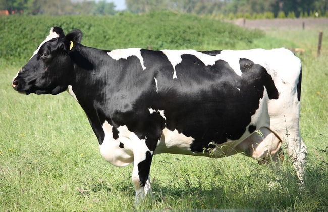 Holiday Home in Geesteren With Roof Terrace,garden Furniture - Photo 69