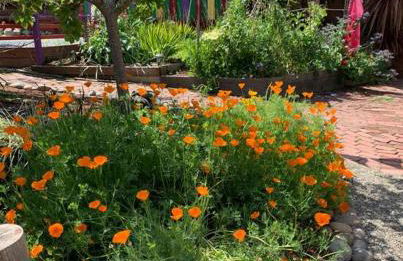 Relaxing 3 bedroom Santa Cruz house, 5min to beach - Foto 54