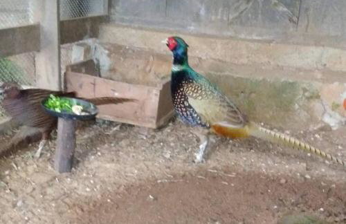 Sítio em área rural, ao pé da Serra Gaúcha. - Foto 42