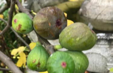 Villa in Walsrode - Photo 41