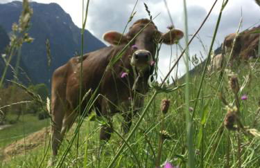 Agritur Ruatti - Foto 14