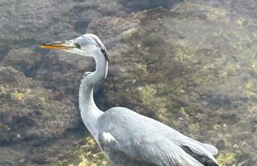 Kipos Mon Repos - Foto 47