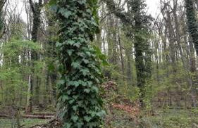 Nostalgie erleben im historischen Turmwächterhaus - Foto 42