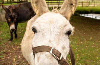 Family Cotswolds Cottage Farm Stay - The Smythy - Foto 47
