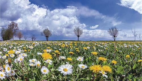 Villa Grimani - Foto 4