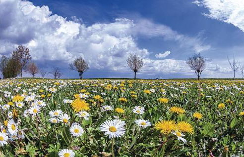Villa Grimani - Foto 4