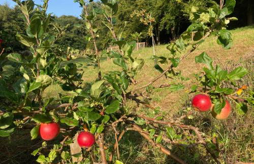 Groves Hall Garden Apartment Whitby - Photo 23