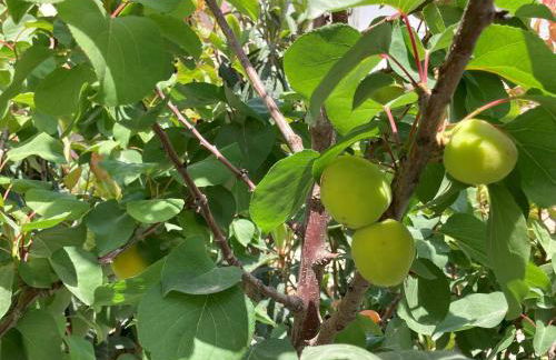 Suliscia open space di Sulemmari - Foto 12