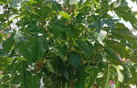 Casa Aconchegante - Foto 34